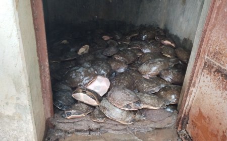 ୨୧୩ ଗୋଟି କଇଁଛ ଜବତ, ବେପାରୀ ଫେରାର