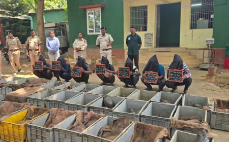 ମୋଟୁ ବନବିଭାଗ ଦ୍ୱାରା ୬୩୧ ଗୋଟି ଫ୍ଲାପ କଇଁଛ ଜବତ, ୭ ବେପାରୀ ଗିରଫ