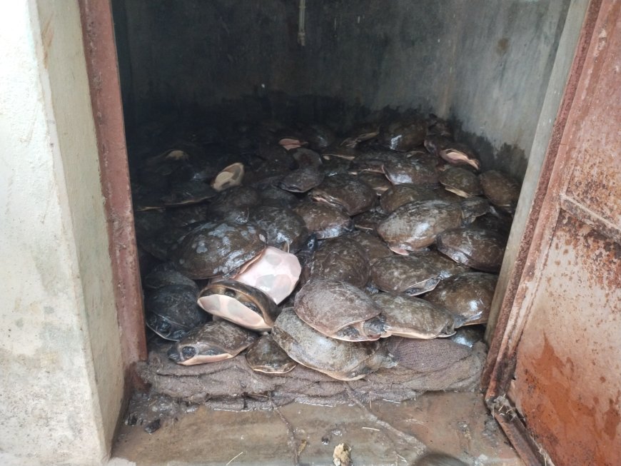 ୨୧୩ ଗୋଟି କଇଁଛ ଜବତ, ବେପାରୀ ଫେରାର