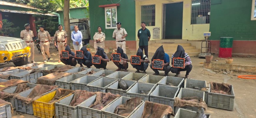 ମୋଟୁ ବନବିଭାଗ ଦ୍ୱାରା ୬୩୧ ଗୋଟି ଫ୍ଲାପ କଇଁଛ ଜବତ, ୭ ବେପାରୀ ଗିରଫ