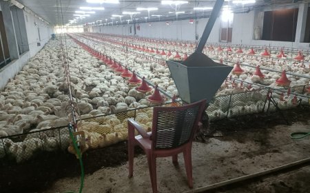 Diesel shortage claims the lives of over 5,000 chickens: Farmers in Malkangiri are the most vulnerable