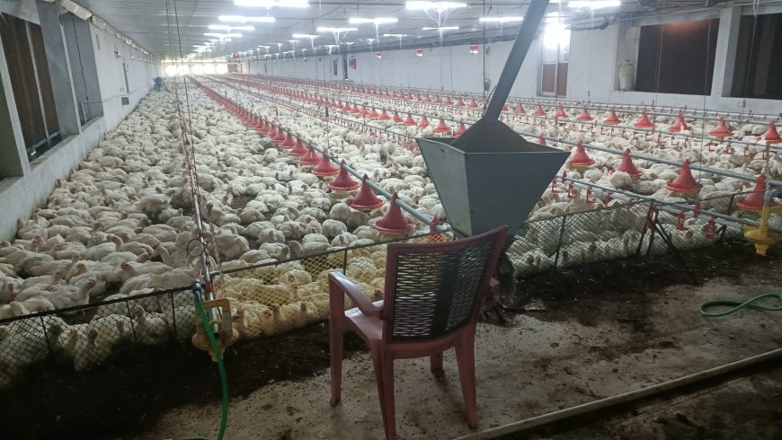 Diesel shortage claims the lives of over 5,000 chickens: Farmers in Malkangiri are the most vulnerable
