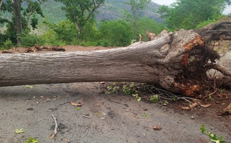 ମାନ୍ୟମକୋଣ୍ଡା ରୁ ସୀତାପାଲି ଯିବା ରାସ୍ତା ରେ ଗଛ ପଡି ଯାତାୟାତ ବାଧାପ୍ରାପ୍ତ